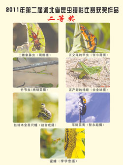 2011年昆虫摄影作品二等奖
