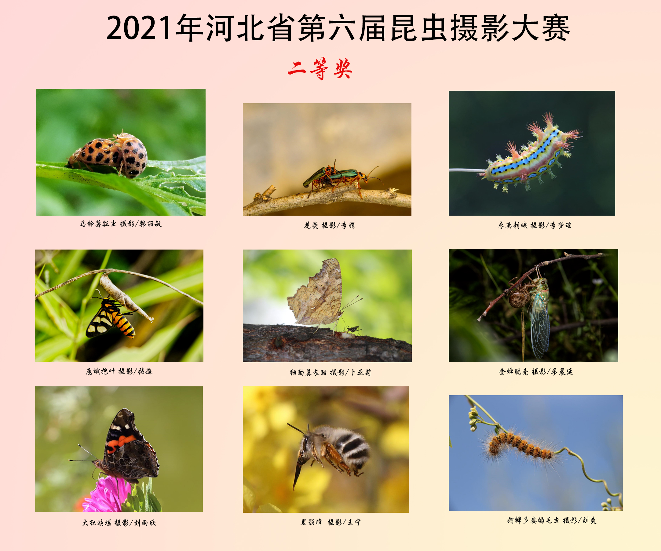 2021年河北省第六届昆虫摄影大赛作品展示（二等奖）
