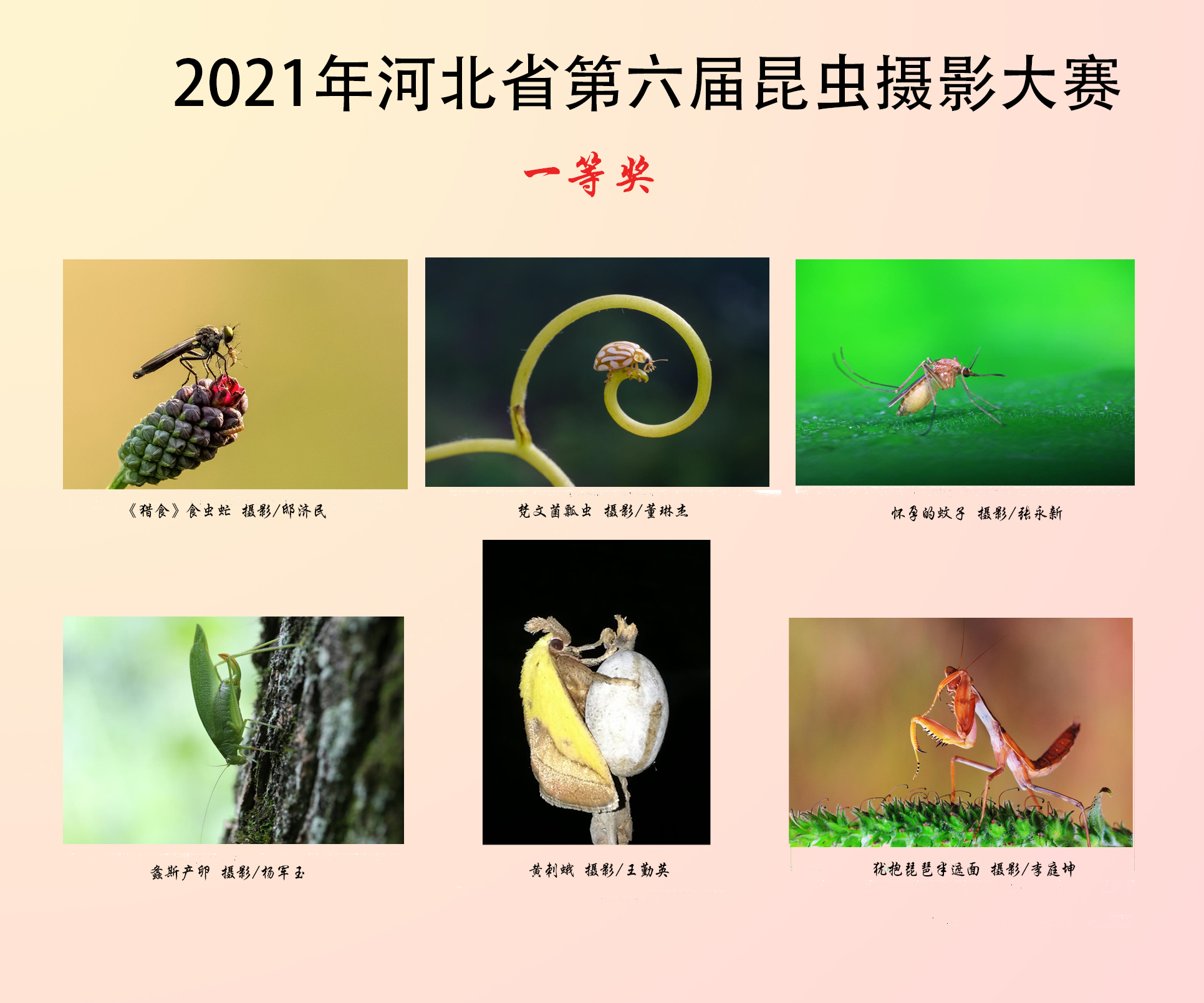 2021年河北省第六届昆虫摄影大赛作品展示（一等奖）